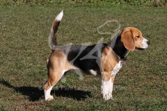 Beagle