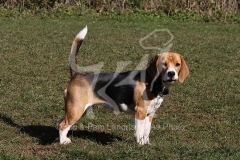 Beagle