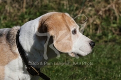 Beagle