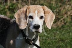 Beagle