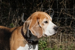 Beagle