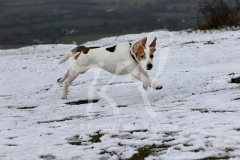 Beagle
