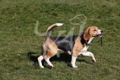 Beagle