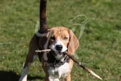 Beagle