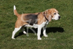 Beagle