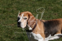 Beagle