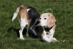 Beagle
