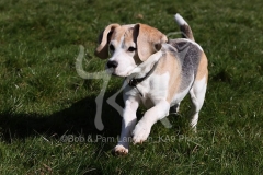 Beagle