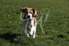 Beagle