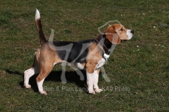 Beagle