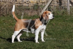Beagle