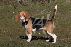 Beagle