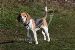 Beagle