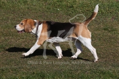 Beagle