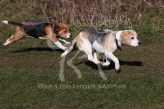 Beagle