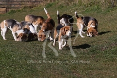 Beagle