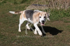Beagle