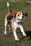 Beagle
