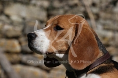 Beagle