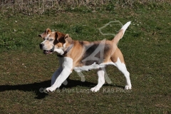 Beagle