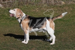 Beagle