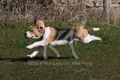 Beagle