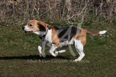 Beagle
