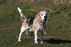 Beagle