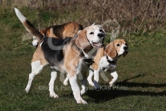 Beagle
