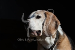 Beagle