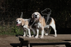 Beagle
