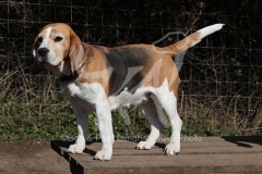 Beagle