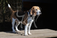 Beagle