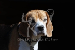 Beagle