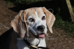 Beagle