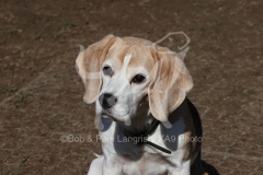 Beagle