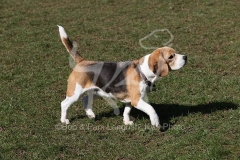 Beagle