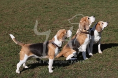 Beagle
