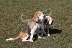 Beagle