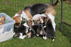 Beagle