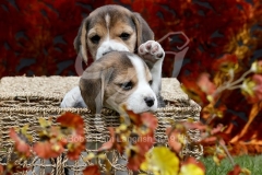 Beagle