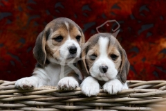 Beagle