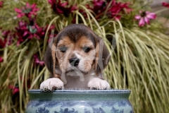 Beagle