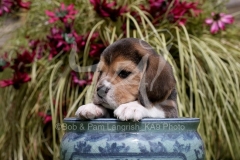 Beagle