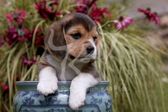 Beagle
