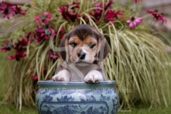Beagle