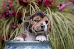 Beagle