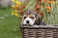 Beagle