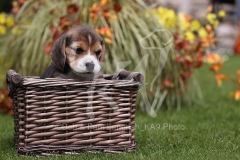 Beagle
