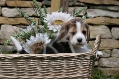 Beagle